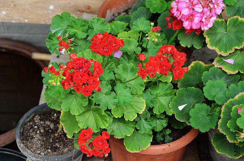 ���ƺ�õ�� (7).jpg