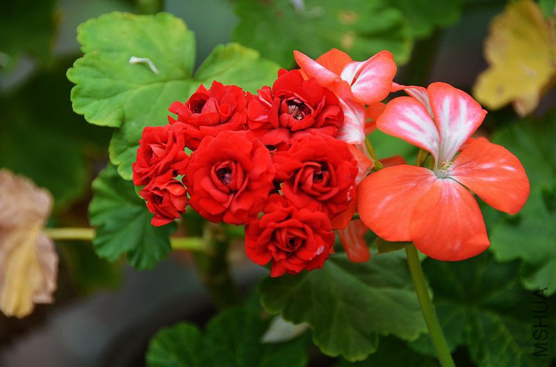 ���ƺ�õ�� (8).jpg