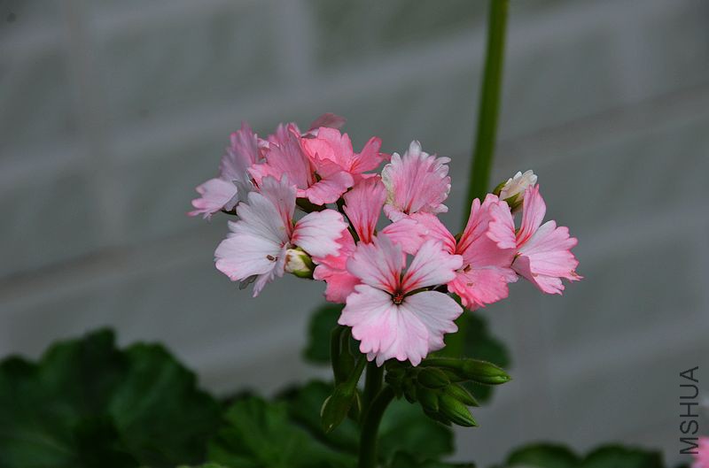 ����ܰ (2).jpg