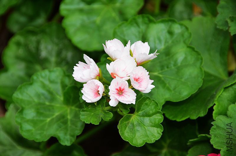 ����ܰ (1).jpg