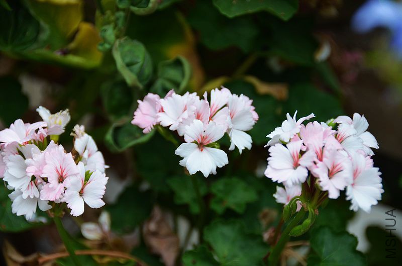 ����ܰ (5).jpg