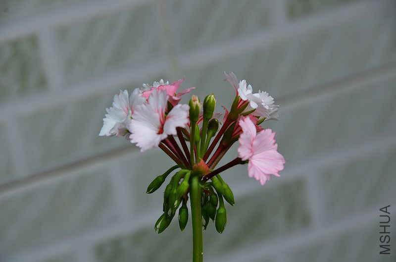 ����ܰ (3).jpg