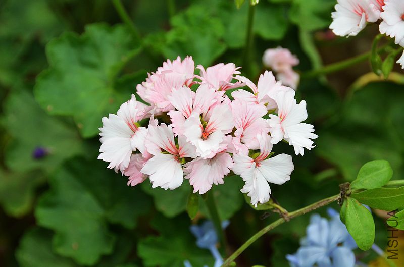 ����ܰ (4).jpg