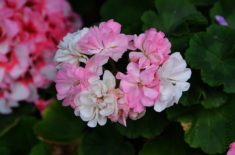 ��Ҷ˫ɫ (2).jpg