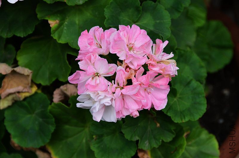 ��Ҷ˫ɫ (1).jpg