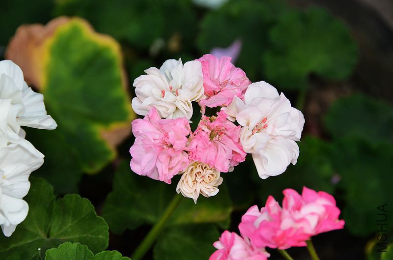 ��Ҷ˫ɫ (3).jpg