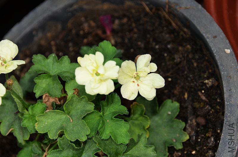 ���� (3).jpg