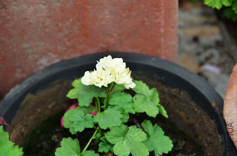 ���� (1).jpg