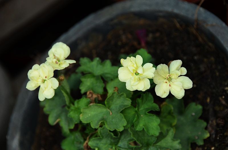 ���� (2).jpg