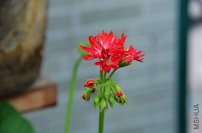 ��Ҷ������ذ� (1).jpg