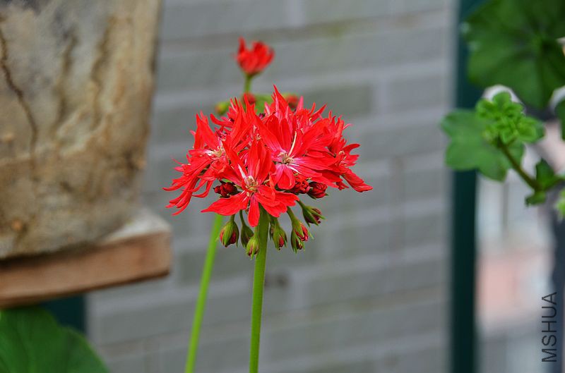 ��Ҷ������ذ� (2).jpg