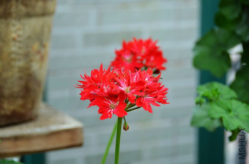 ��Ҷ������ذ� (4).jpg