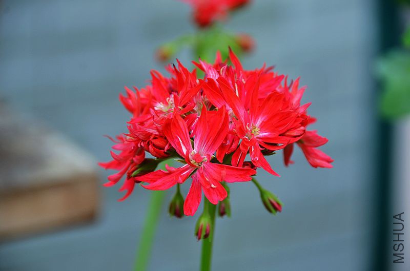 ��Ҷ������ذ� (3).jpg