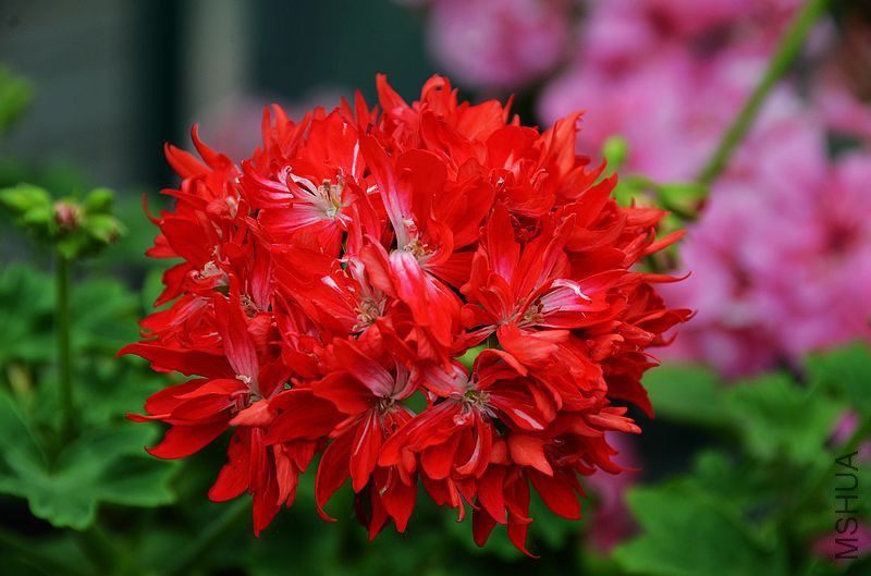 ��Ҷ������ذ� (5).jpg