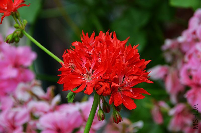 ��Ҷ������ذ� (6).jpg