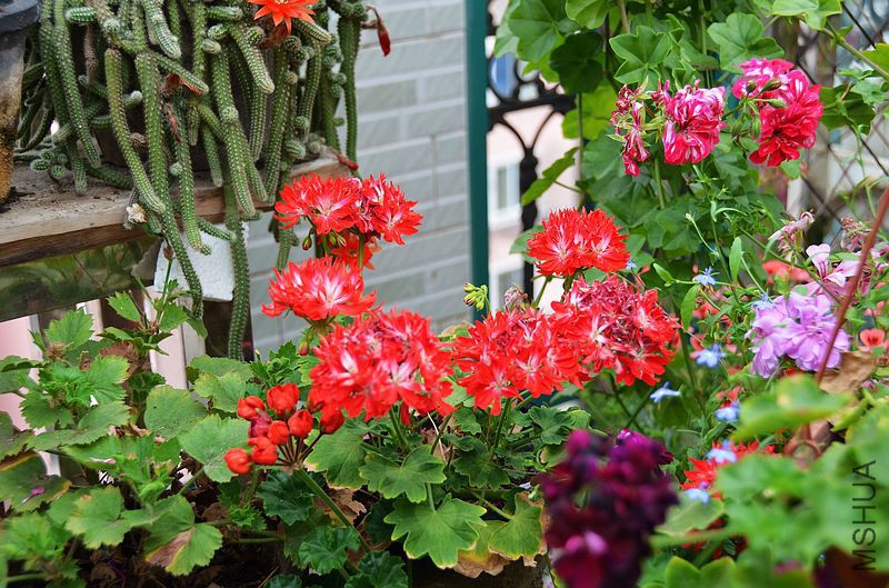 ��Ҷ������ذ� (9).jpg