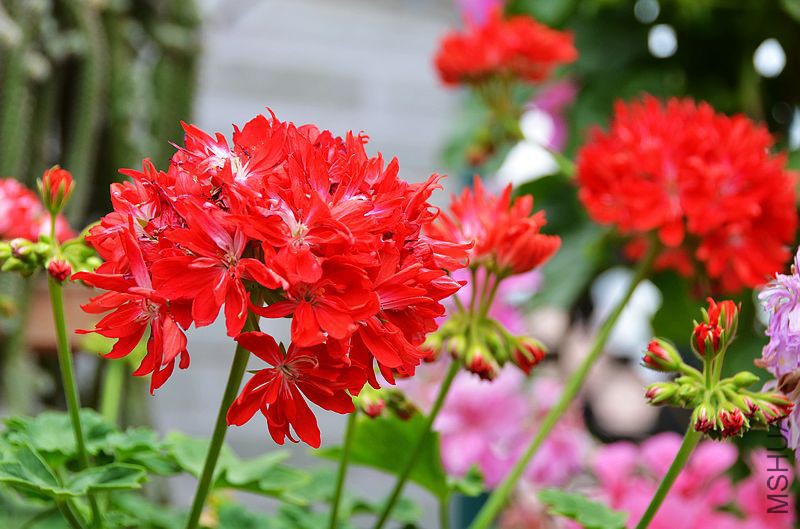 ��Ҷ������ذ� (8).jpg