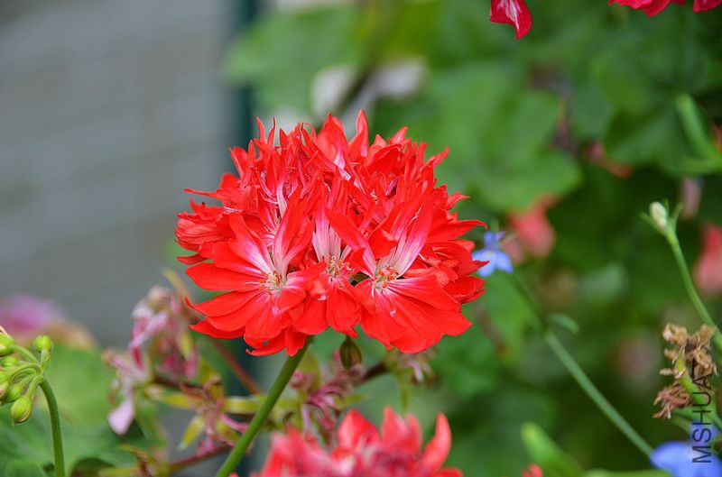 ��Ҷ������ذ� (10).jpg