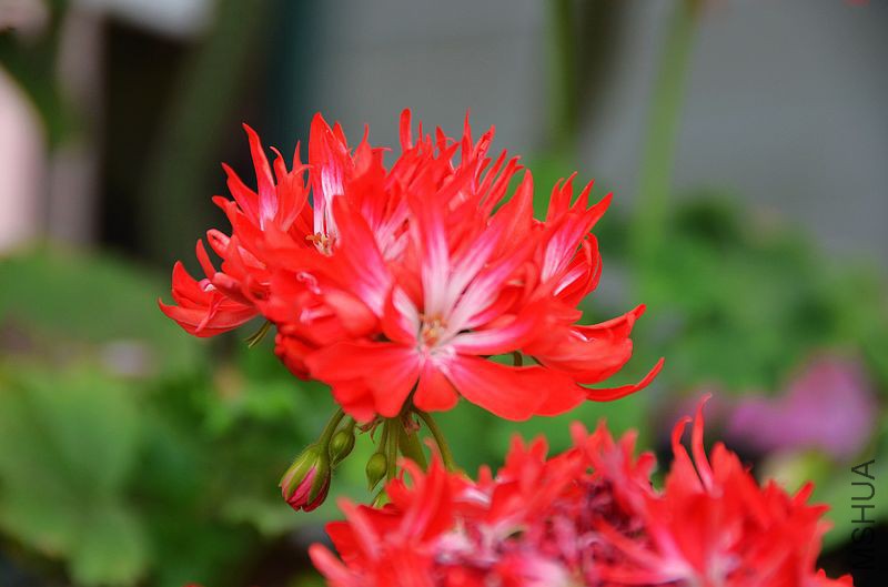 ��Ҷ������ذ� (11).jpg