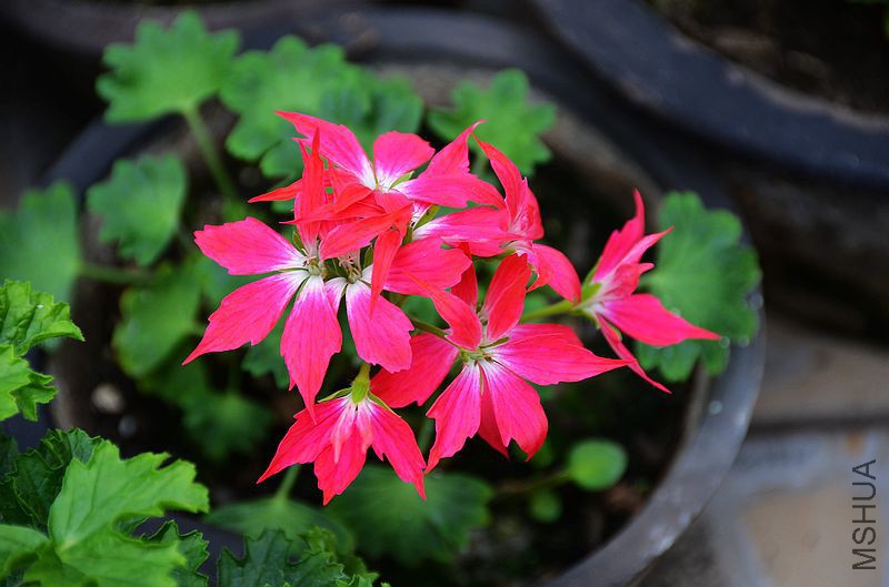 ��Ҷ������ (1).jpg