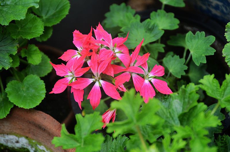 ��Ҷ������ (2).jpg