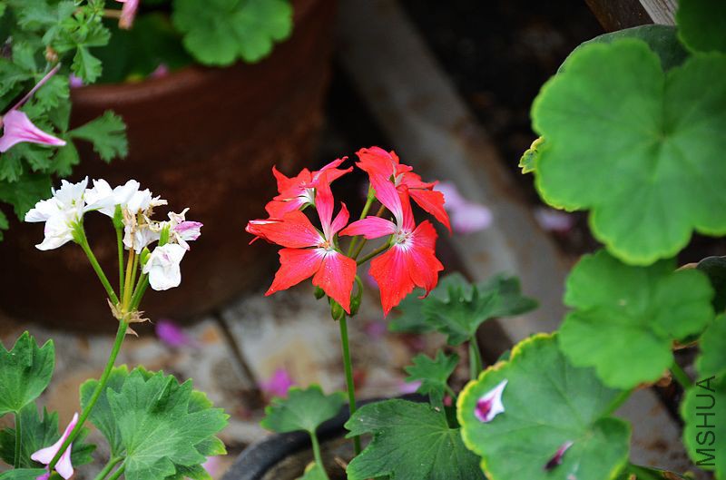 ��Ҷ������ (3).jpg