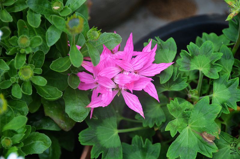 ��Ҷ������ (1).jpg