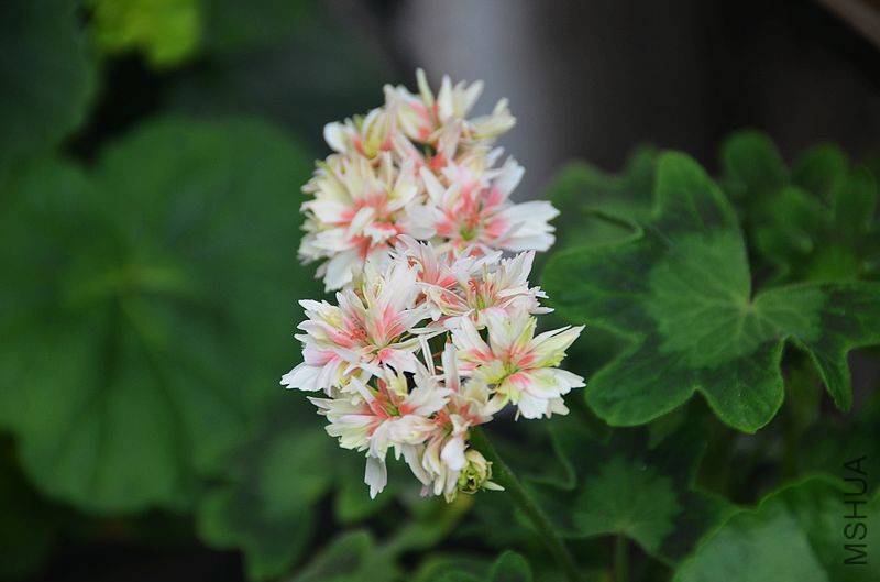 ��Ҷ����ذ� (1).jpg