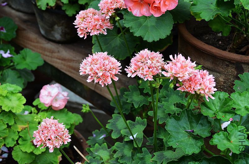 ��Ҷ����ذ� (3).jpg