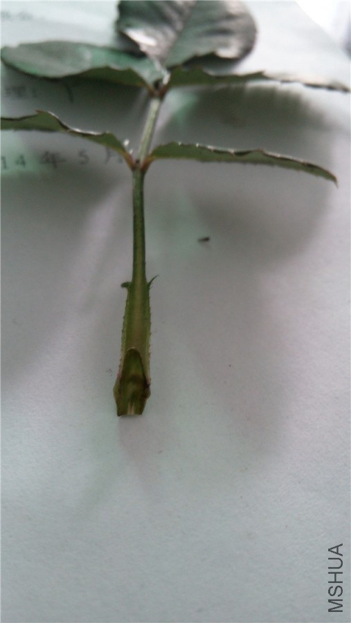 20140606122636.jpg
