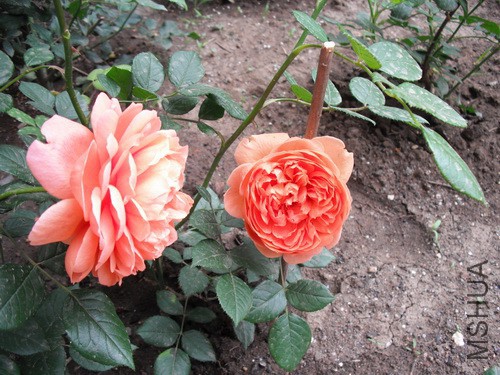 DSCF2045.JPG