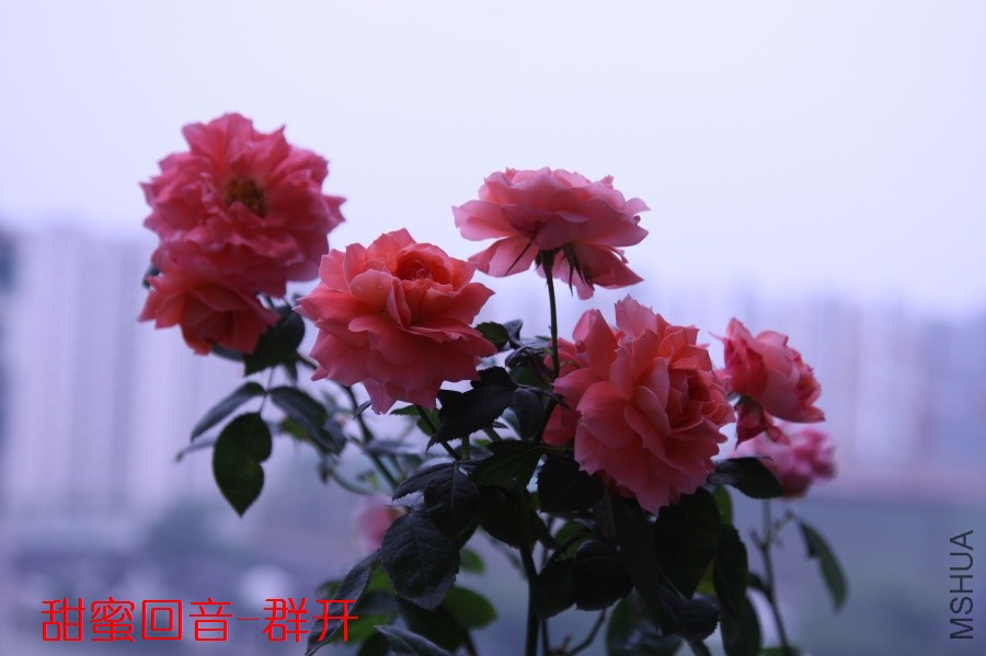 IMG_8220_ԭͼѹ��_900.jpg