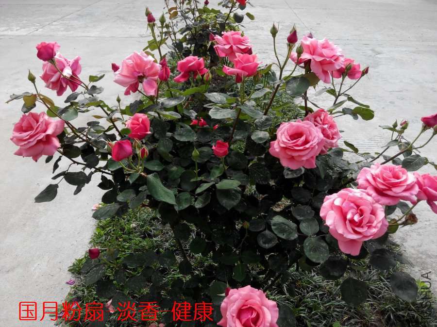 IMG_20150501_082926_ԭͼѹ��_900.jpg