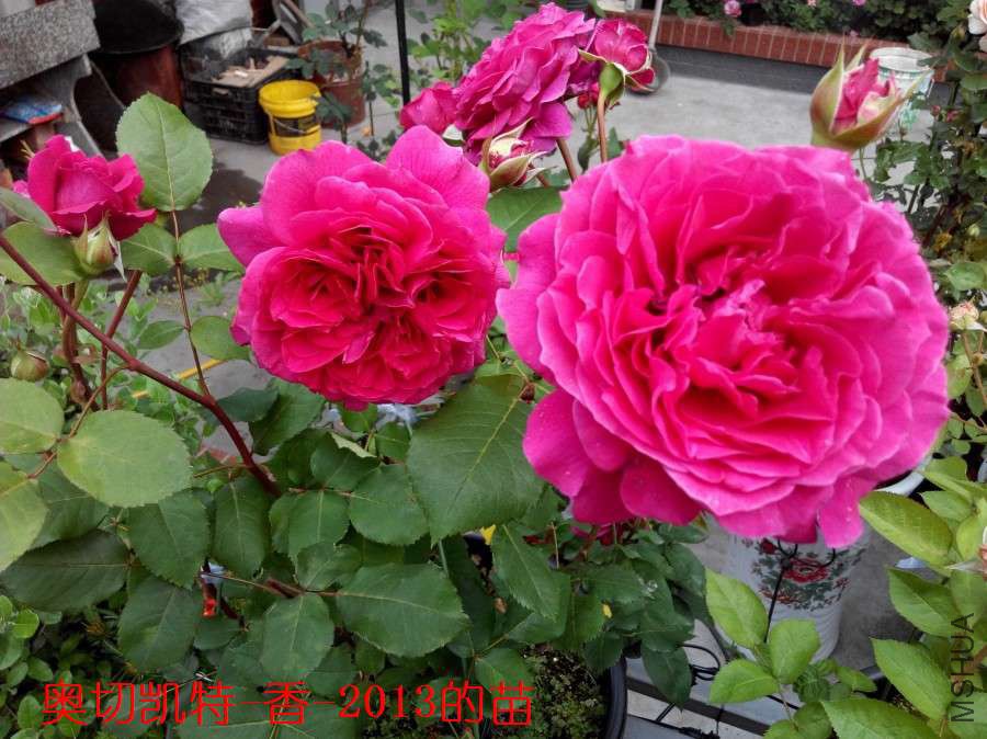 IMG_20150501_062615_ԭͼѹ��_900.jpg
