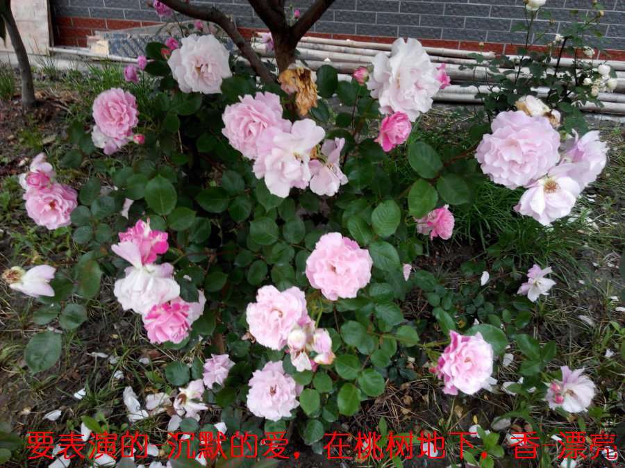 IMG_20150509_182418_ԭͼѹ��_900.jpg