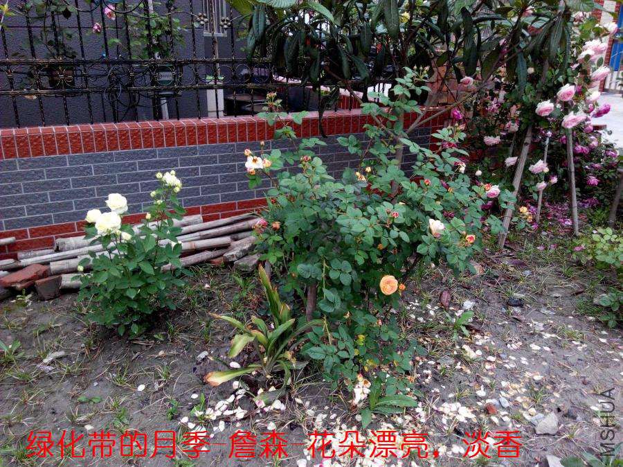 IMG_20150509_182430_ԭͼѹ��_900.jpg