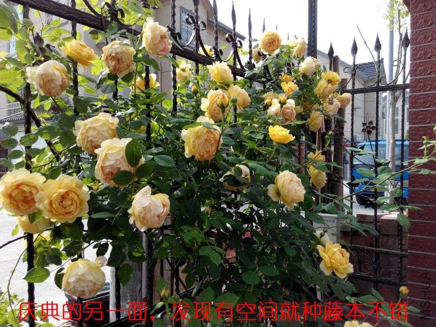 IMG_20150501_082633_ԭͼѹ��_900.jpg