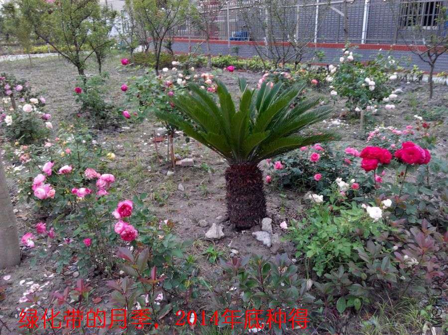 IMG_20150509_182334_ԭͼѹ��_900.jpg