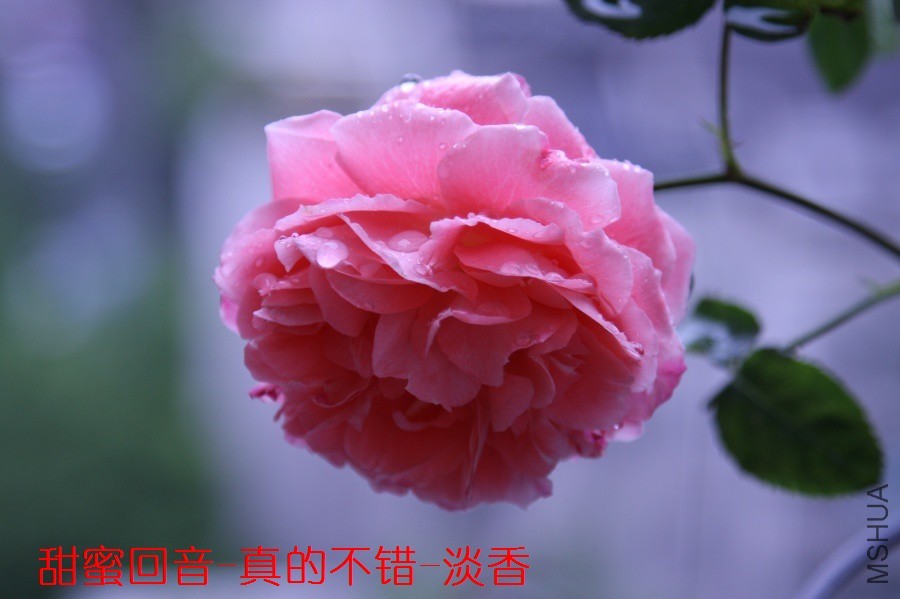 IMG_8200_ԭͼѹ��_900_ԭͼѹ��_900.jpg
