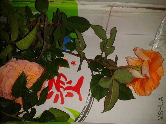 2015-06-03 15.21.09.jpg
