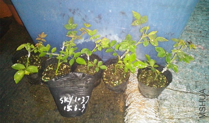 QQͼƬ20150603191021_����.jpg