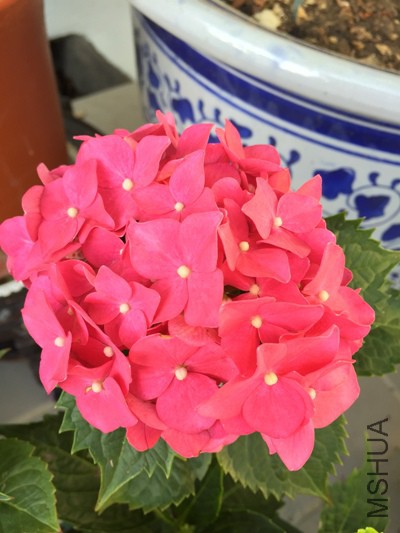İ��IMG_8431.JPG