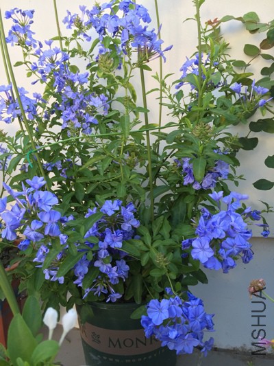 İ��IMG_8439.JPG
