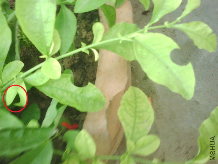 IMG0819A.jpg