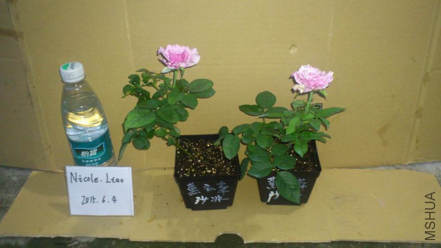 ������С DSC_1138.JPG