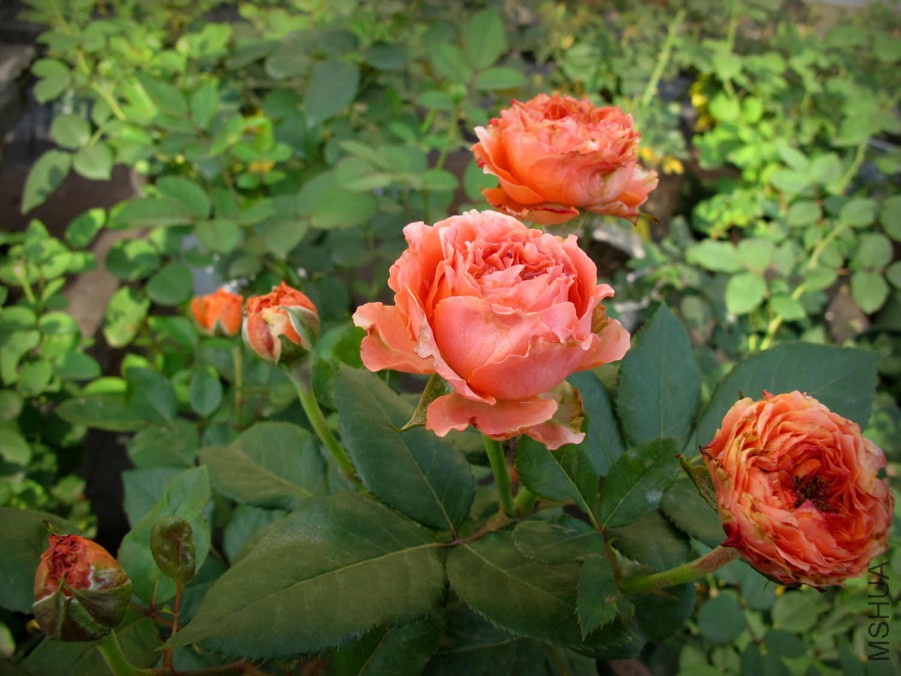 ��s 317_����.jpg