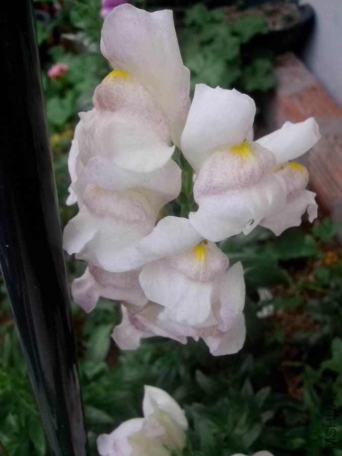 ��Ƭ_20150522_153603.jpg