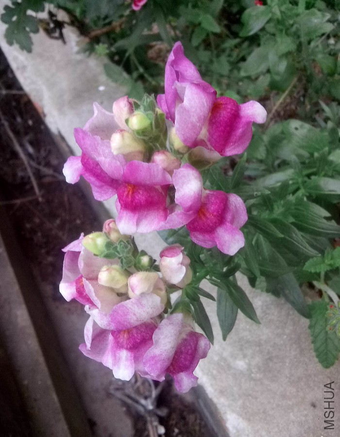 ��Ƭ_20150522_153556.jpg