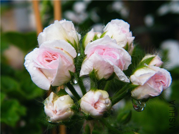 DSCF2079_��ͼ��.jpg