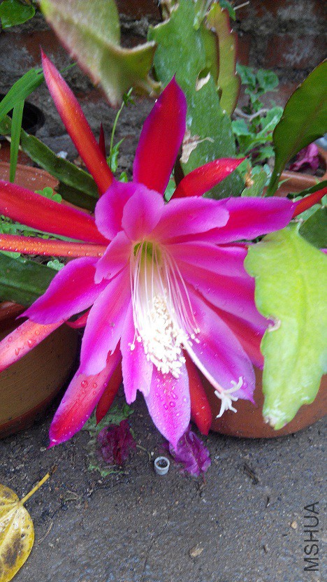 IMG_20150529_064009.jpg